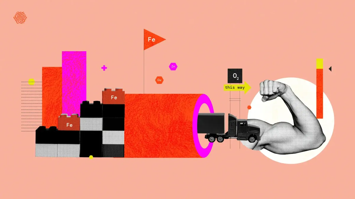 How Lactoferrin Regulates Iron Throughout the Body and Keeps You Performing Your Best